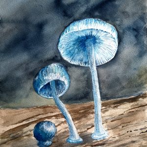 Blue fungi Close-up plant Forest floor